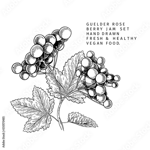Hand drawn guelder rose branch, leaf and berry. Engraved vector illustration. Virginity agriculture plant. Summer harvest, jam or marmalade vegan ingredient. Menu, package, cosmetic and food design.
