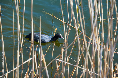 common coot in spring in a city pond