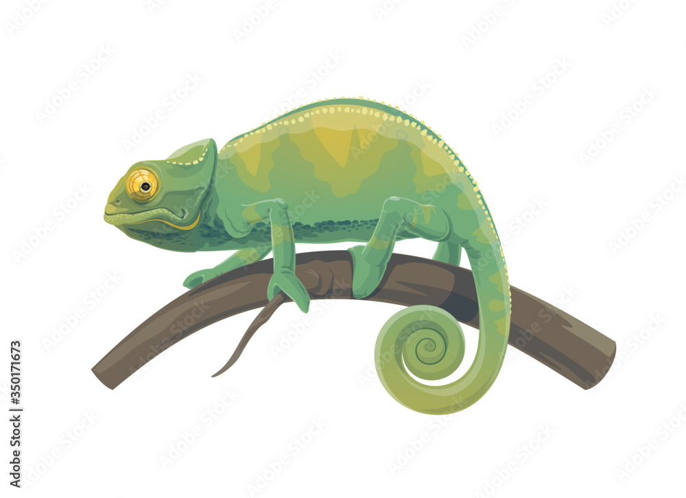 Obraz premium Chameleon lizard vector design of tropical animal. Green reptile with curved tail walking on branch of jungle tree or Madagascar rainforest palm, exotic nature and zoo mascot