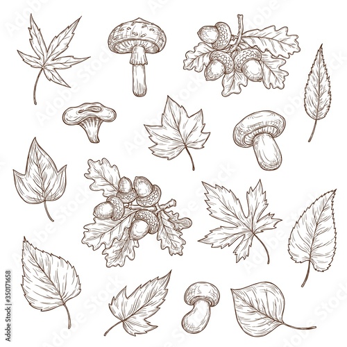 Autumn leaves, mushrooms and acorns vector sketch icons. Maple, oak and willow, birch and ash, poplar autumn tree leaves fall foliage set. Cep, lump and agaric mushroom engraving hand drawn elements