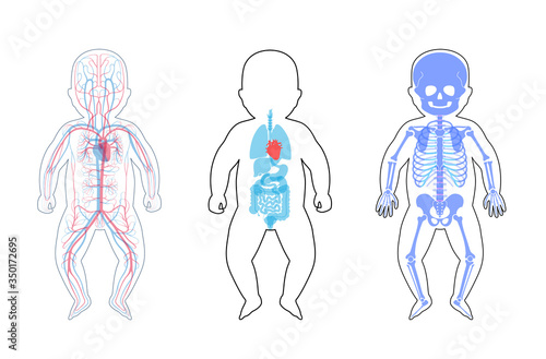 Internal structure of baby body.