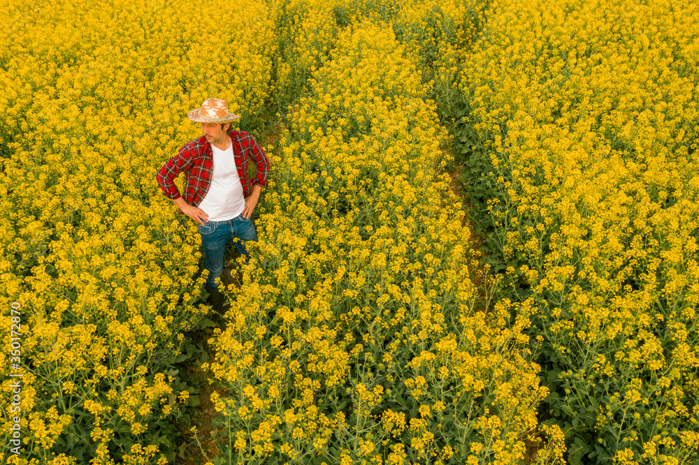 Fototapeta premium Aerial view of farmer examining blooming rapeseed field