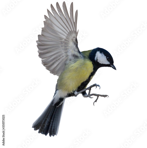 flight of isolated great tit