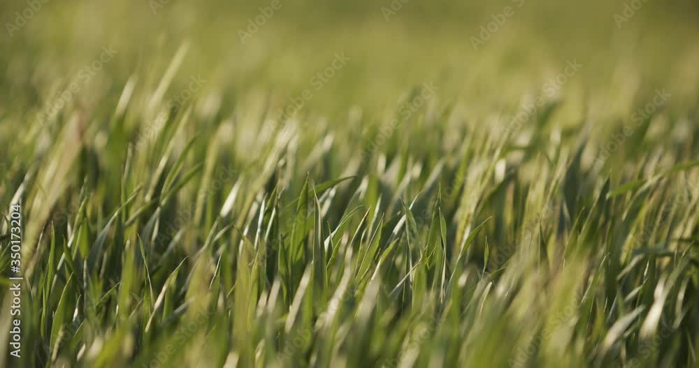 Green wheat stalks blow in the wind. Natural Wheat field. Bueutiful nature wheat field with blue sky and clouds in sunny day. Green wheat stalks blow in the wind. Natural Wheat field. Bueutiful nature wheat field with blue sky and clouds in sunny day.