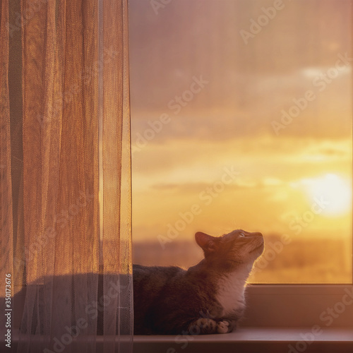 The cat looks at the sunset outside the window with an orange light. The concept of stay home because of the pandemic coronavirus