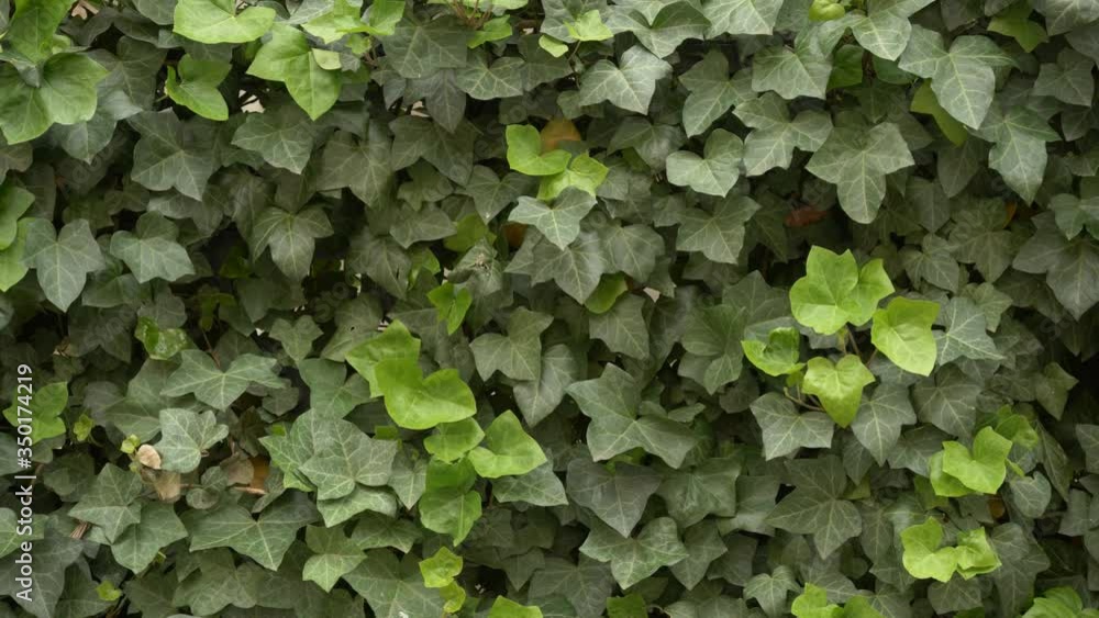 Nature Background. Green Leaves Wall Nature Background. Green Leaves Wall