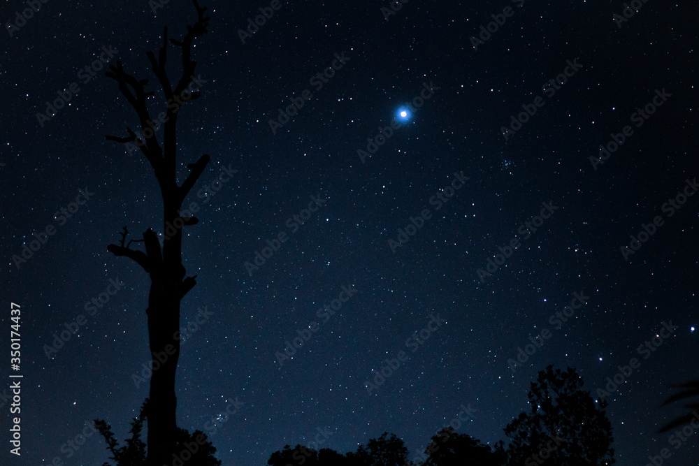 A beautiful star filled night with a tree in the background. A beautiful star filled night with a tree in the background.