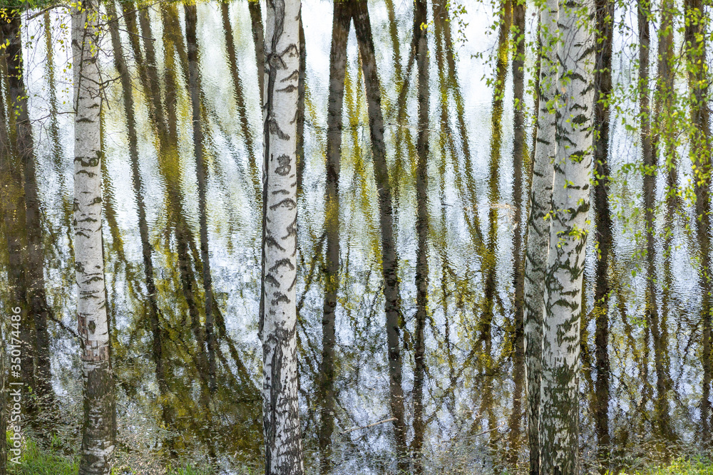 trees around the lake reflected in the water trees around the lake reflected in the water