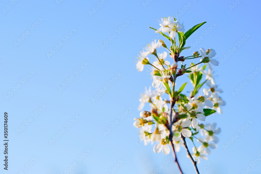 Sakura Flower or Cherry Blossom With Beautiful Nature Background Sakura Flower or Cherry Blossom With Beautiful Nature Background