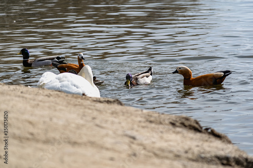 White swans together with various ducks and drakes swim freely and calmly in a freshwater quiet pond near the shore