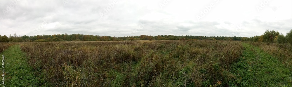Obraz premium autumn field with yellowed grass