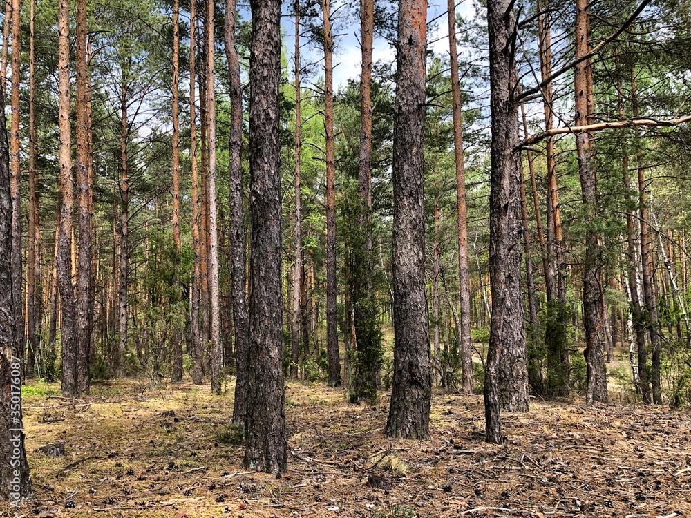 Forest in spring - Puszcza Kampinoska in Poland Forest in spring - Puszcza Kampinoska in Poland