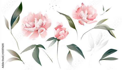 Set flowers peonies, leaves. Wedding concept. Floral poster Vector peony, watercolor decorative greeting  design