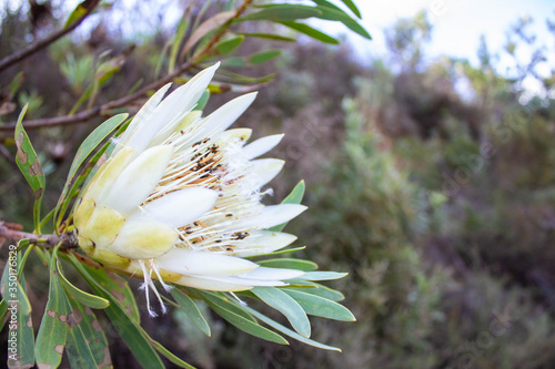 White Creamy Sugar Bush Protea photo