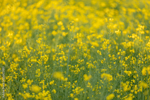 Scenic rural landscape with yellow rape, rapeseed or canola field. Rapeseed field, Blooming canola flowers close up. Rape on the field in summer. Bright Yellow rapeseed oil.