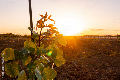 young farmer pistachio fields