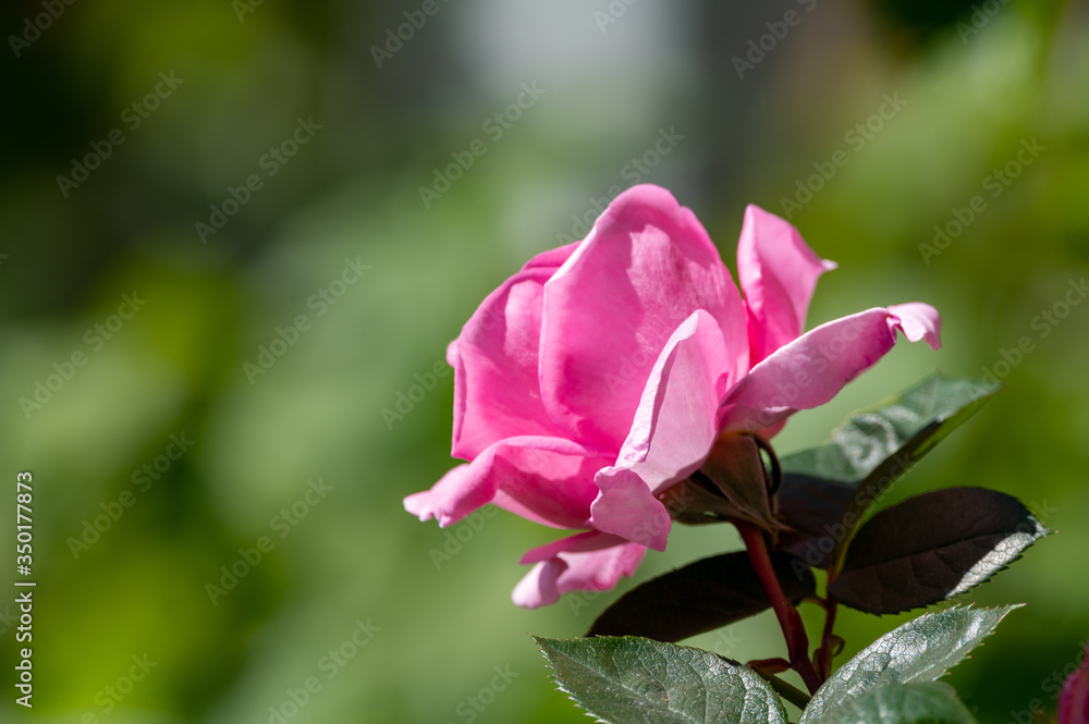 One big pink garden rose flower on green nature background