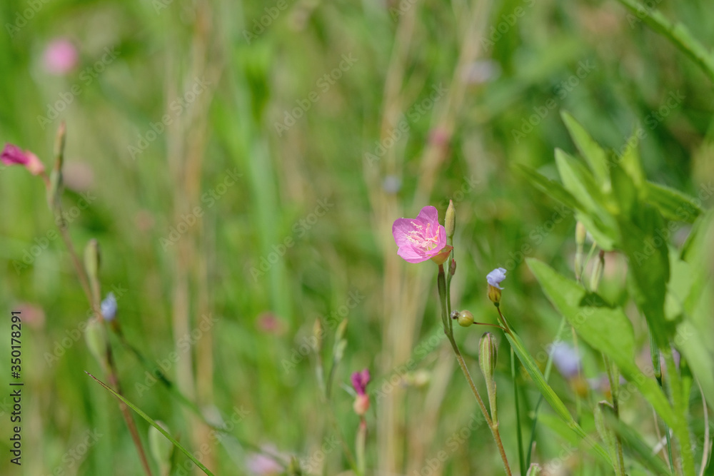 アカバナユウゲショウ。日本の野草。東京都。Rose color flower, Oenothera rosea in grass, spring time Japan アカバナユウゲショウ。日本の野草。東京都。Rose color flower, Oenothera rosea in grass, spring time Japan
