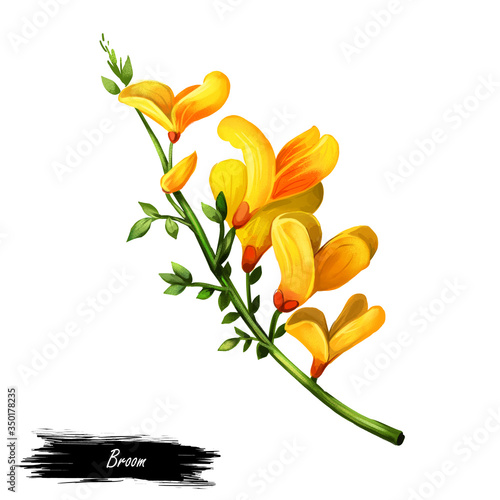 Broom flower, dyers greenwood, weed and whin, furze, green broom, greenweed, wood waxen digital art illustration of yellow blooming flowers. Genista tinctoria, lupine lupin gorse and laburnum. photo