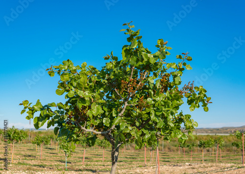young farmer pistachio fields