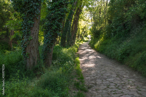 wäldchen bei mettenheim, rheinhessen © lotharnahler