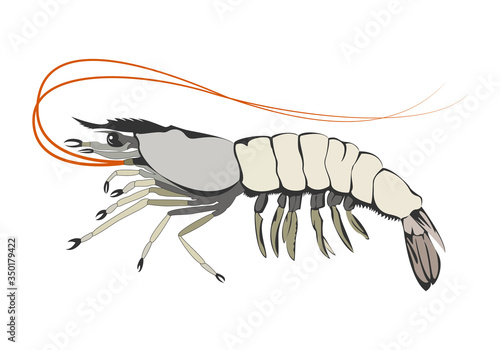Shrimp, prawn design element vector illustration.