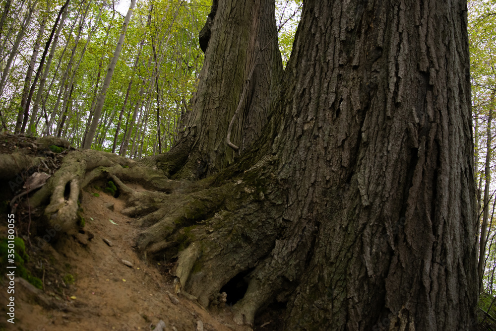 Two trees in the woods