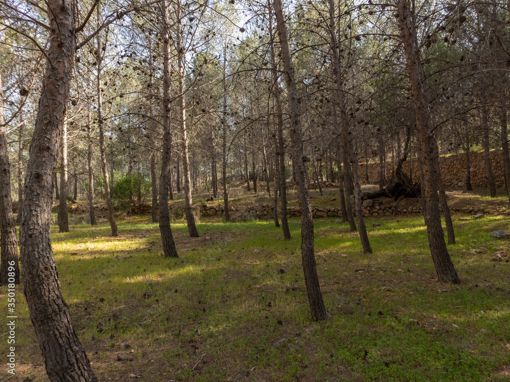 pine forest near Darrical (Spain)
pine forest near Darrical (Spain)