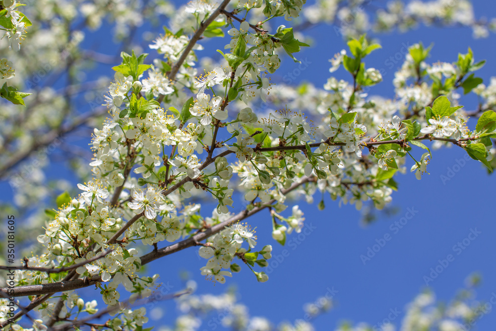 flowering plum branches lit by the sun against the sky, blurred background flowering plum branches lit by the sun against the sky, blurred background