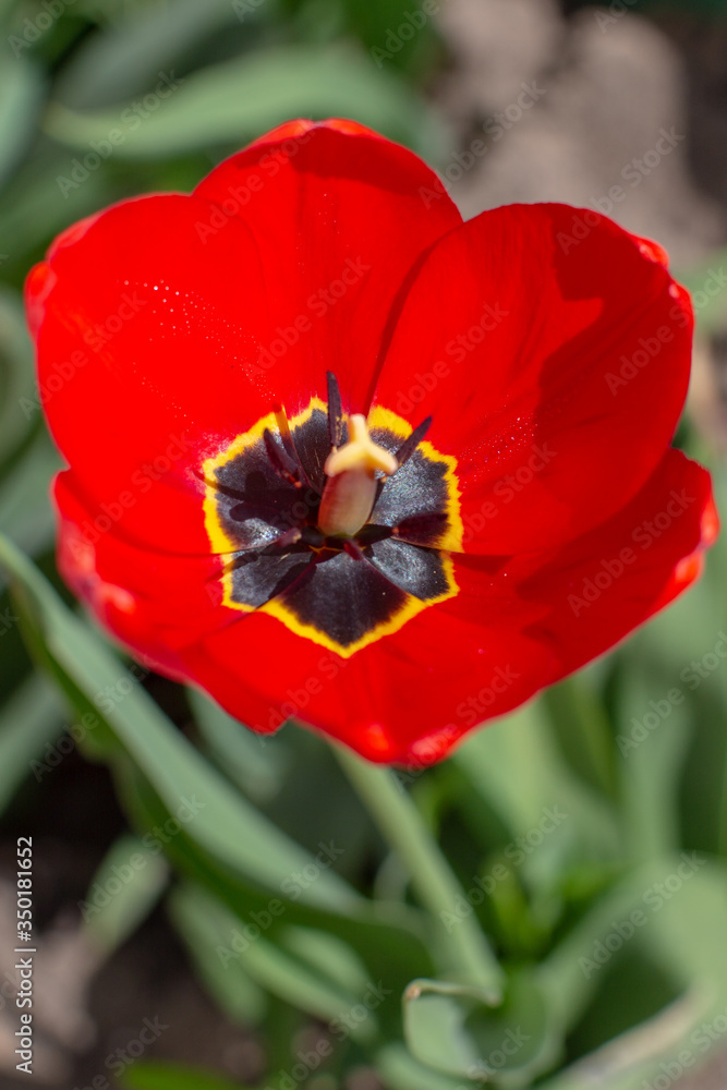 open scarlet tulip flower close-up in the sun open scarlet tulip flower close-up in the sun
