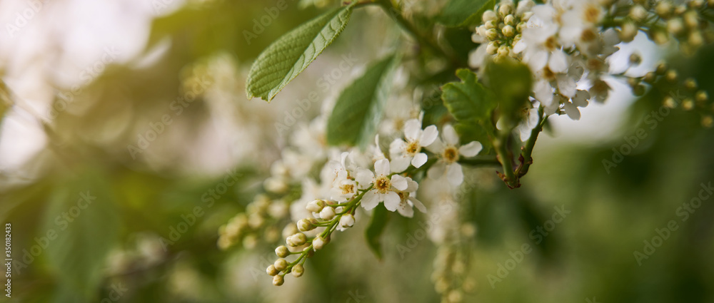Blooming bird cherry in spring. Flowers of bird cherry close up. Blooming bird cherry in spring. Flowers of bird cherry close up.