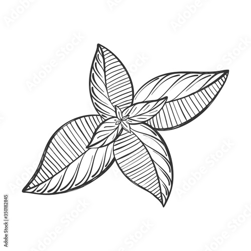 Basil leaves. Sketch for menu design and recipes. Basil greens hand drawn and isolated on a white background. Black and white vector. Botanical illustration in Doodle style.