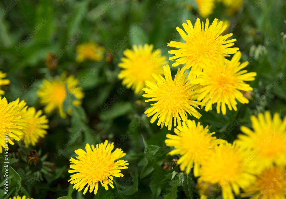 Green field with yellow dandelions. Closeup of yellow flowers on the ground Green field with yellow dandelions. Closeup of yellow flowers on the ground