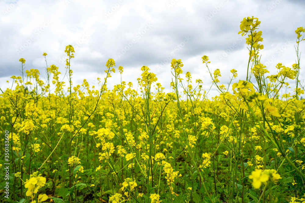 Beautiful yellow flower field over cloudy sky Beautiful yellow flower field over cloudy sky