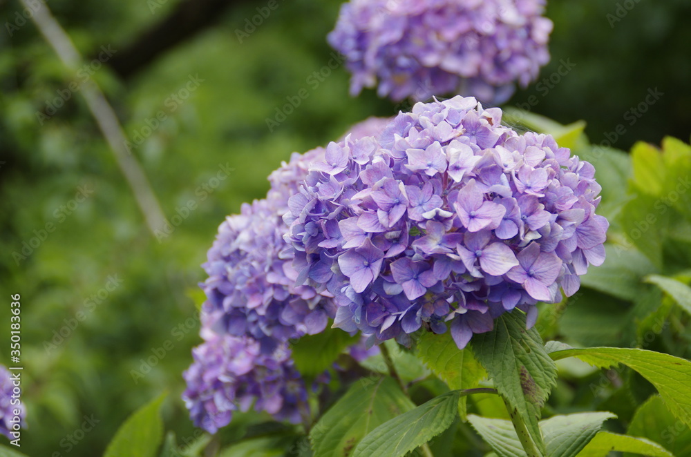 紫陽花