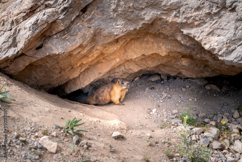 The small cute brown wild gopher in Alaudin national park in Tajikistan