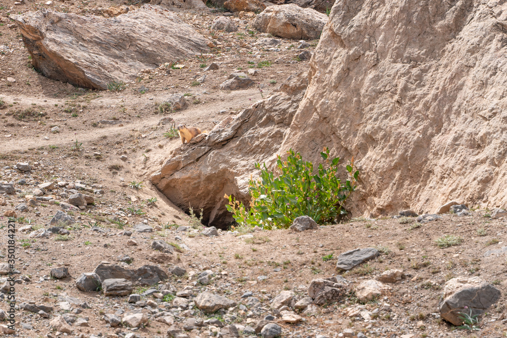 Fototapeta premium The small cute brown wild gopher in Alaudin national park in Tajikistan