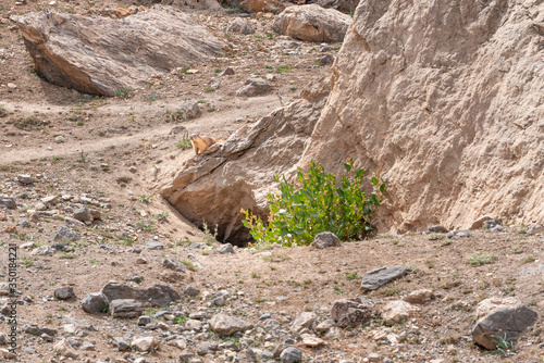 The small cute brown wild gopher in Alaudin national park in Tajikistan