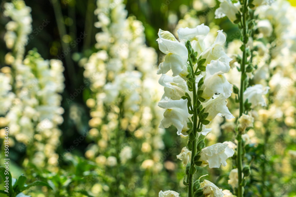 white Snapdragon flower in the garden white Snapdragon flower in the garden