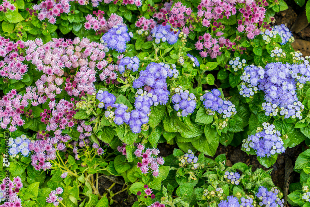 beautiful Ageratum flower background in garden beautiful Ageratum flower background in garden