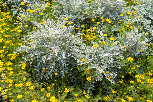 Artemisia absinthium or absinthe wormwood with euryops chrysanthemoidesor or african bush daisy in the garden photo