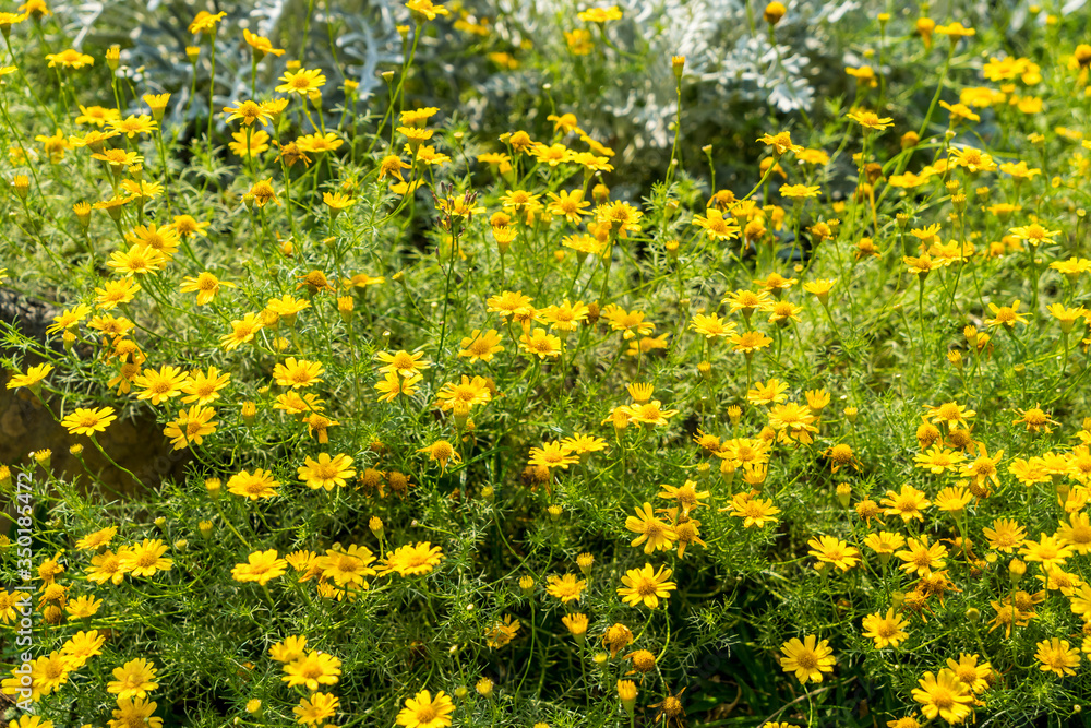 euryops chrysanthemoides or african bush daisy or nine bright daisy flowers  in the garden