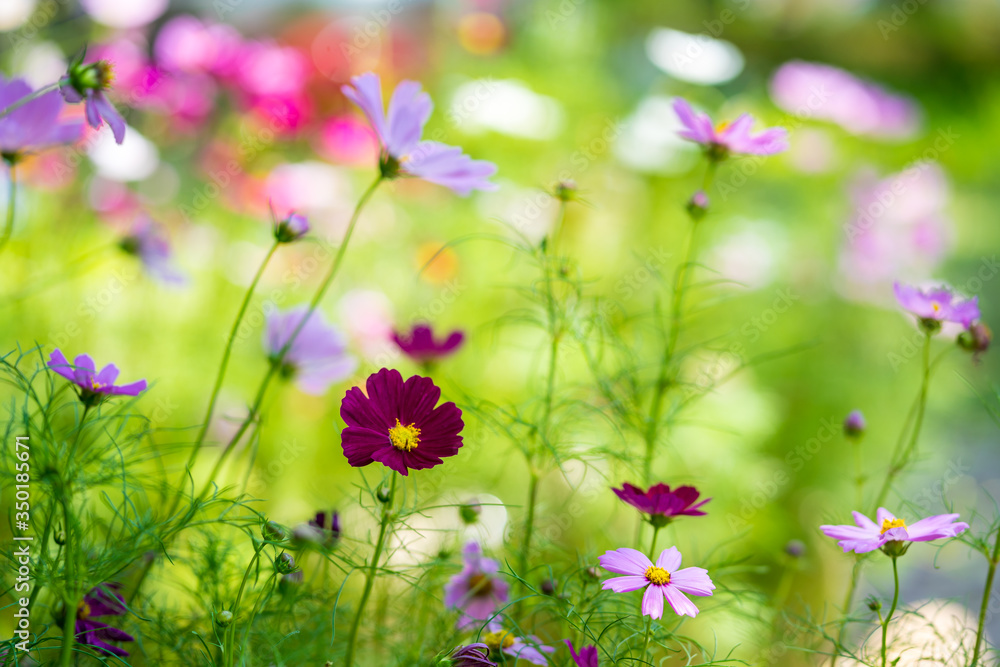 Natural cosmos flowers in the garden Natural cosmos flowers in the garden