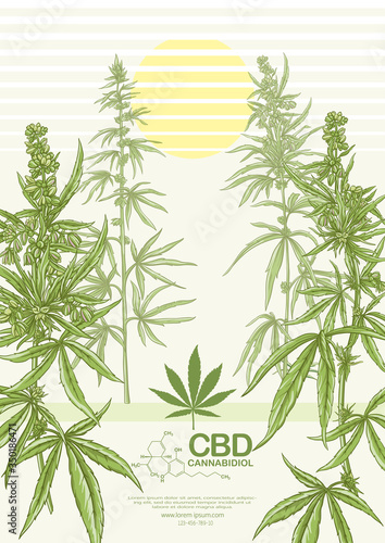 Hemp, Cannabis plant. Template, poster, card, good for product label. Vector illustration in natural green colors.