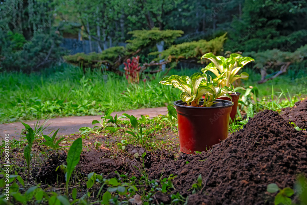 Pots with seedling Hosta. Planting plant in the park, garden, backyard. Landscape design, preparation for planting