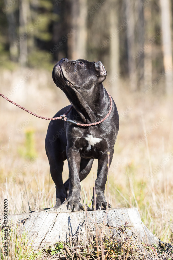 young dog of the cane-corso breed on a walk on the lawn in early spring
