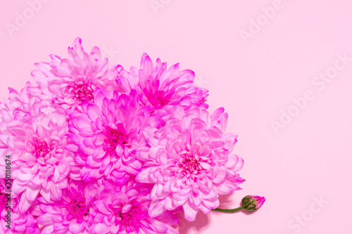 Purple chrysanthemum flowers close up on pastel pink background. Summer, spring banner, wallpaper