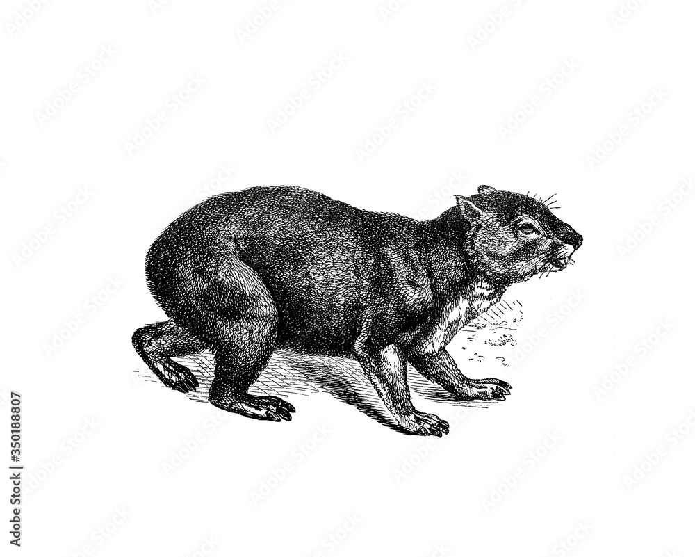 Obraz premium Illustration of a Hyrax in popular encyclopedia from 1890