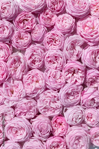 Solid floral background of pink roses with delicate petals.