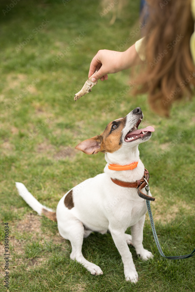 Jack Russell Terrier dog asks for a bone from the owner